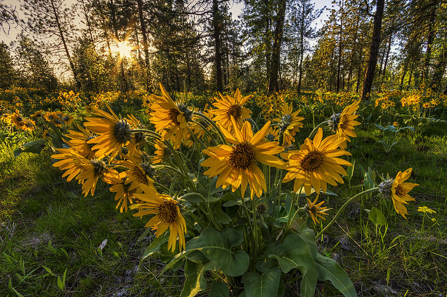 Spokane Photograph - Hamblen Park Sunshine by Mark Kiver