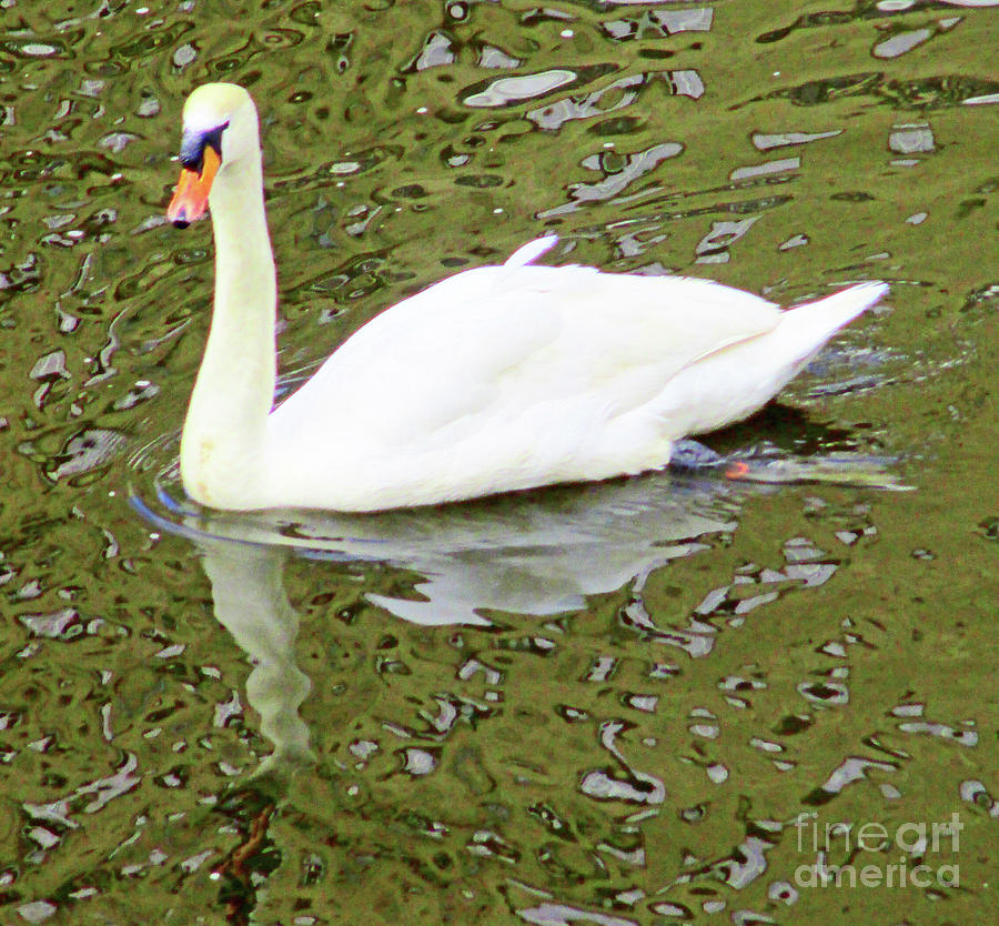 Hamburg Swan 1 Photograph by Randall Weidner