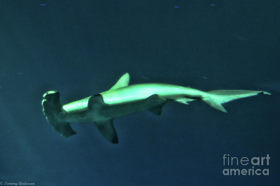 Hammer Head Shark Photograph by Tommy Anderson