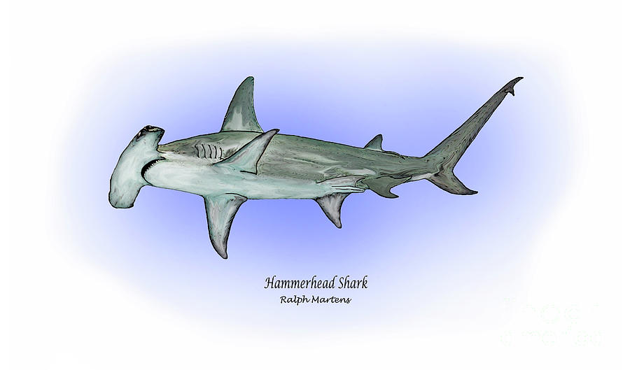 Hammerhead Shark Painting - Hammerhead shark by Ralph Martens