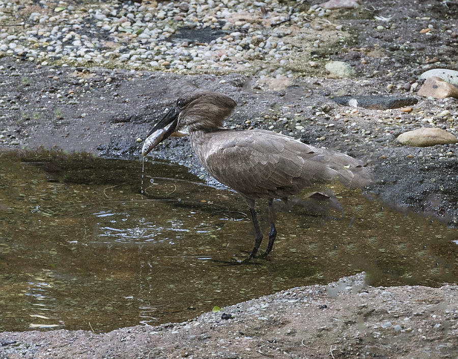 Hammerkop Caught A Fish Photograph by William Bitman