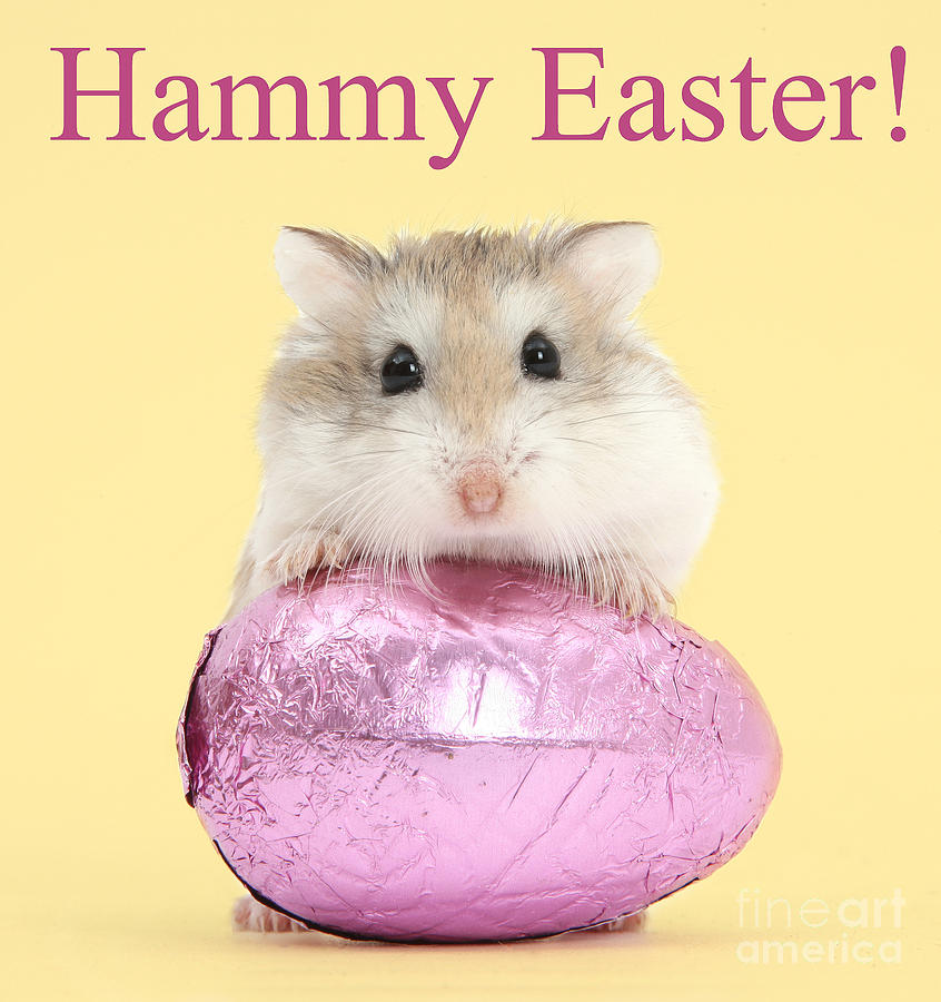 Hammy Easter Photograph by Warren Photographic