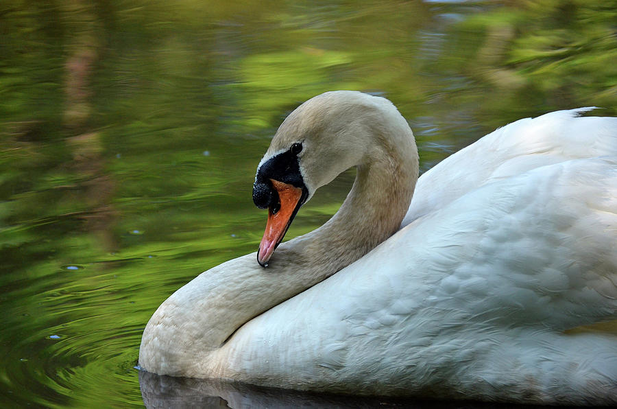 Hammy Swan Photograph by Ronda Ryan