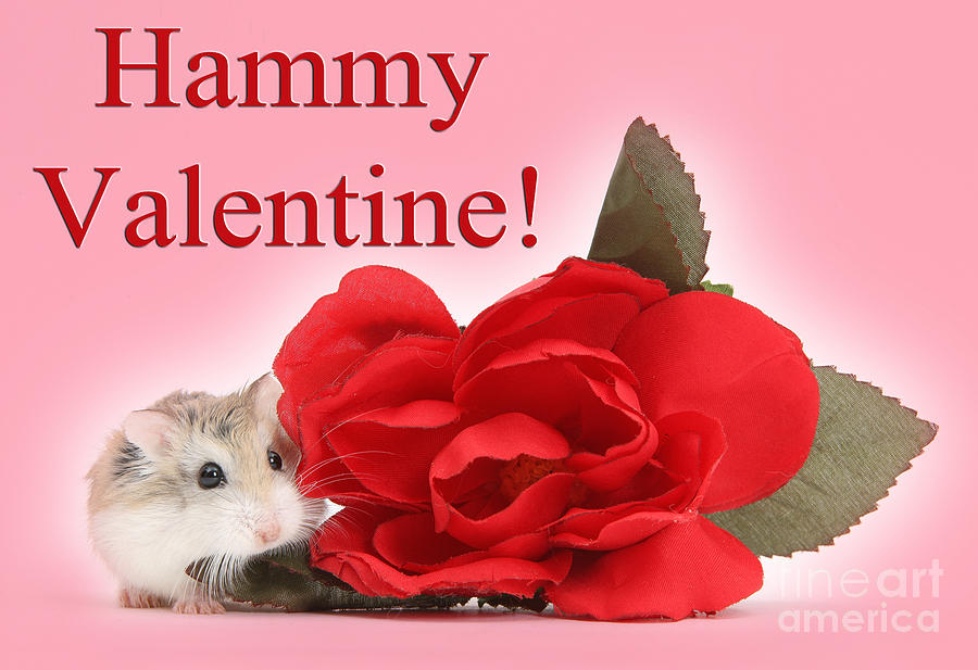 Hammy Valentine Photograph by Warren Photographic
