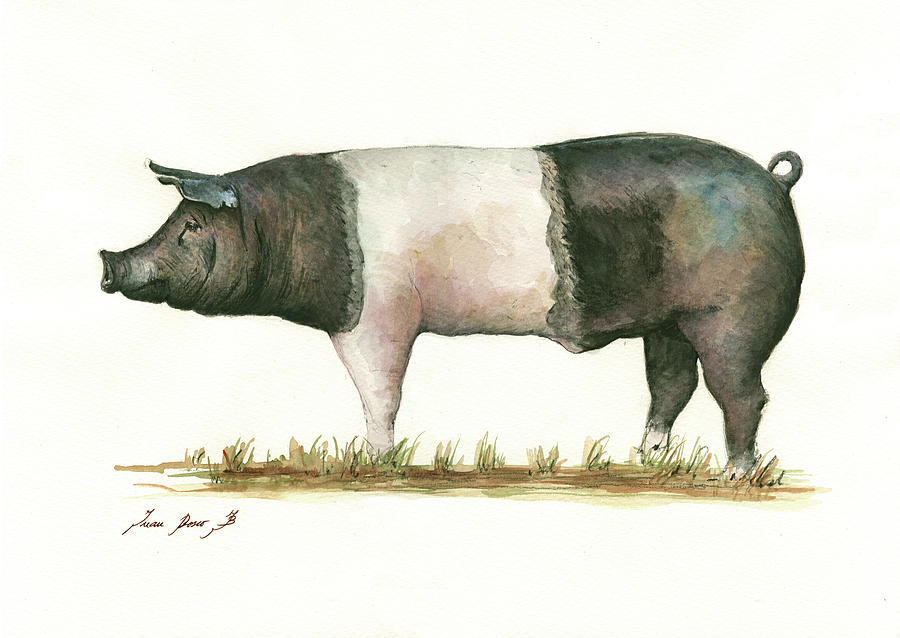Hampshire Pig Painting - Hampshire pig by Juan Bosco