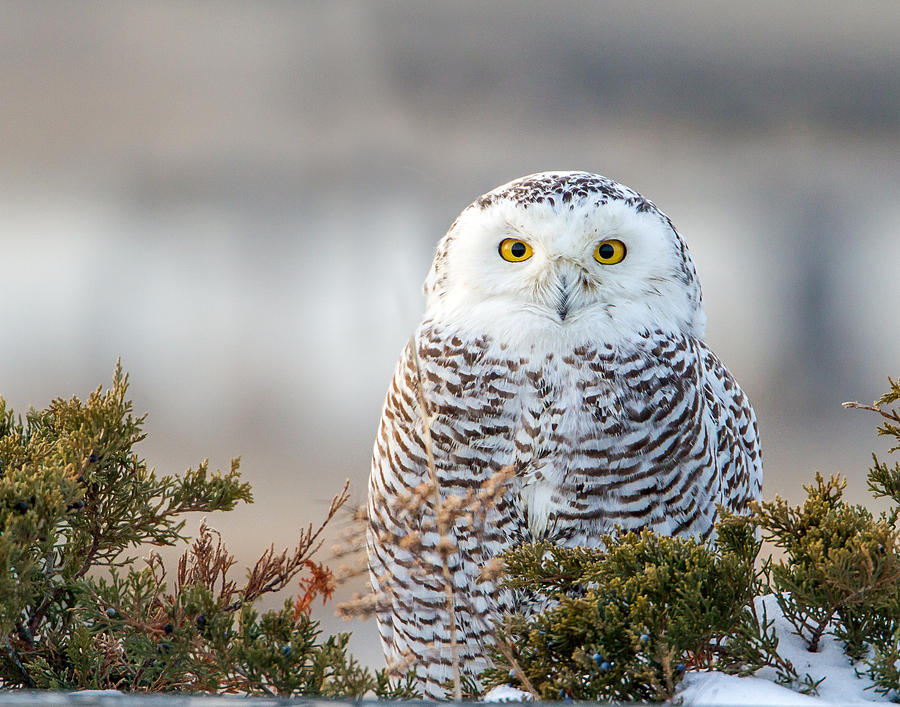 Hampton Beach NH Snowy Owl Photograph by John Vose