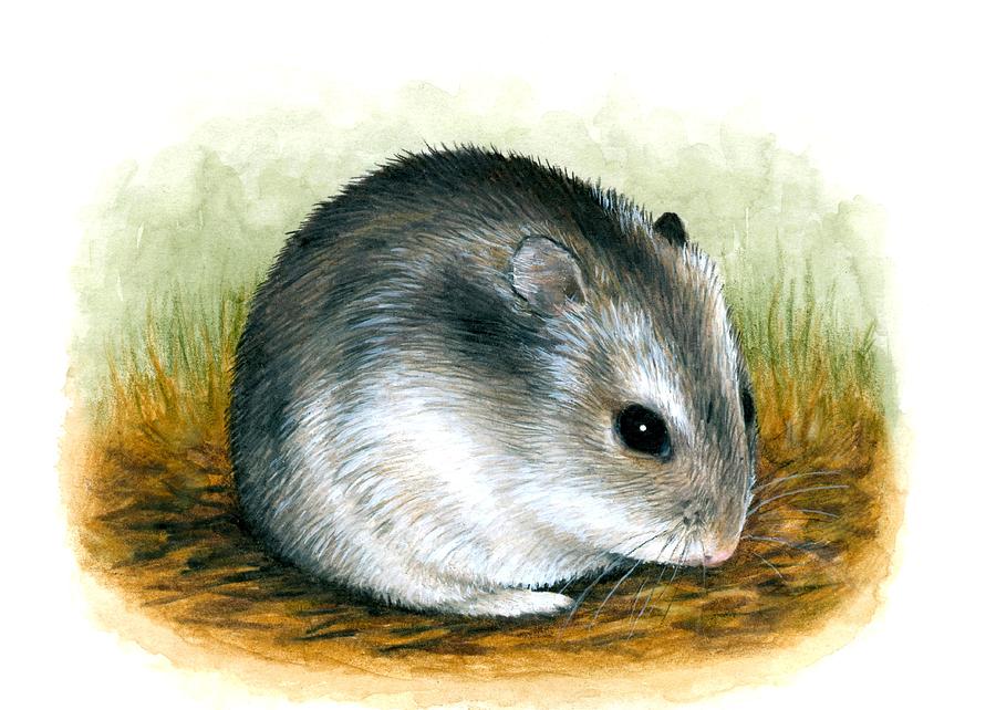 Hamster 25 Painting by Lucie Dumas