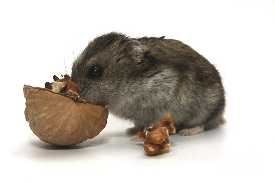 Hamster Photograph - Hamster Eating A Walnut  by Yedidya yos mizrachi