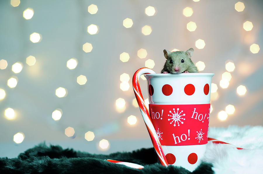 Hamster for the Holidays Photograph by Tammy Ray