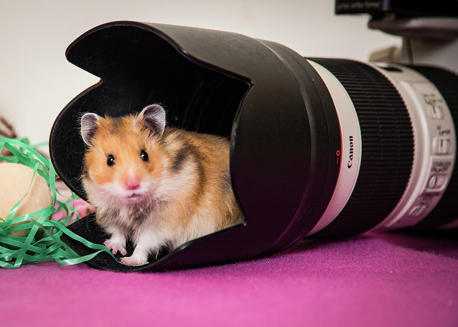 Hamster In The Hood Photograph