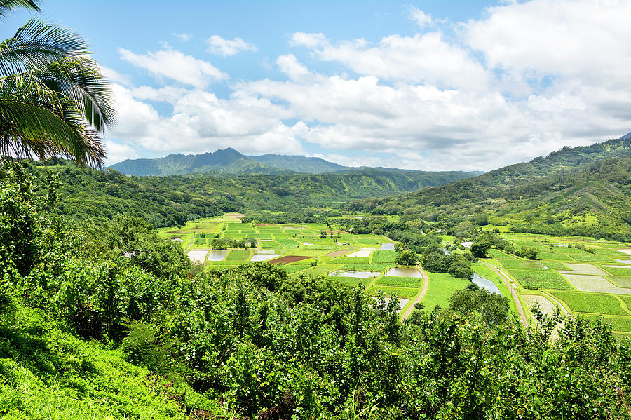 Hanalai Valley farming crops in Hawaii Photograph by Joe Belanger ...