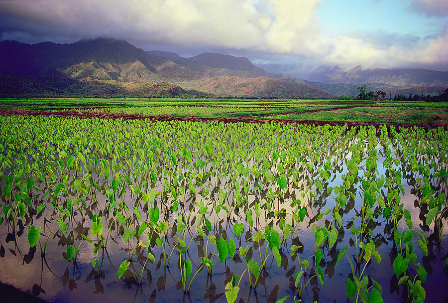 Hanalei Valley Taro Ponds Photograph by Kevin Smith Fine Art America