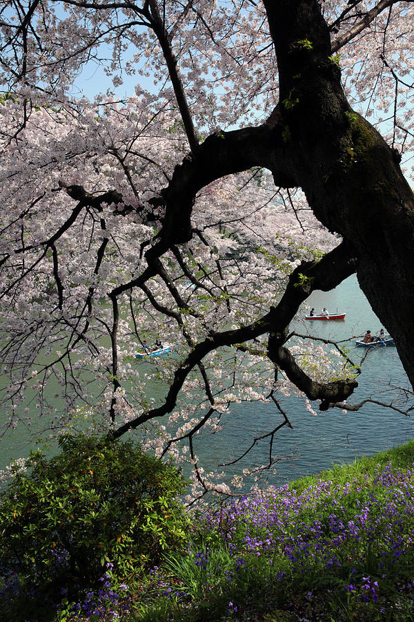 Hanami  Photograph by Robin Street-Morris