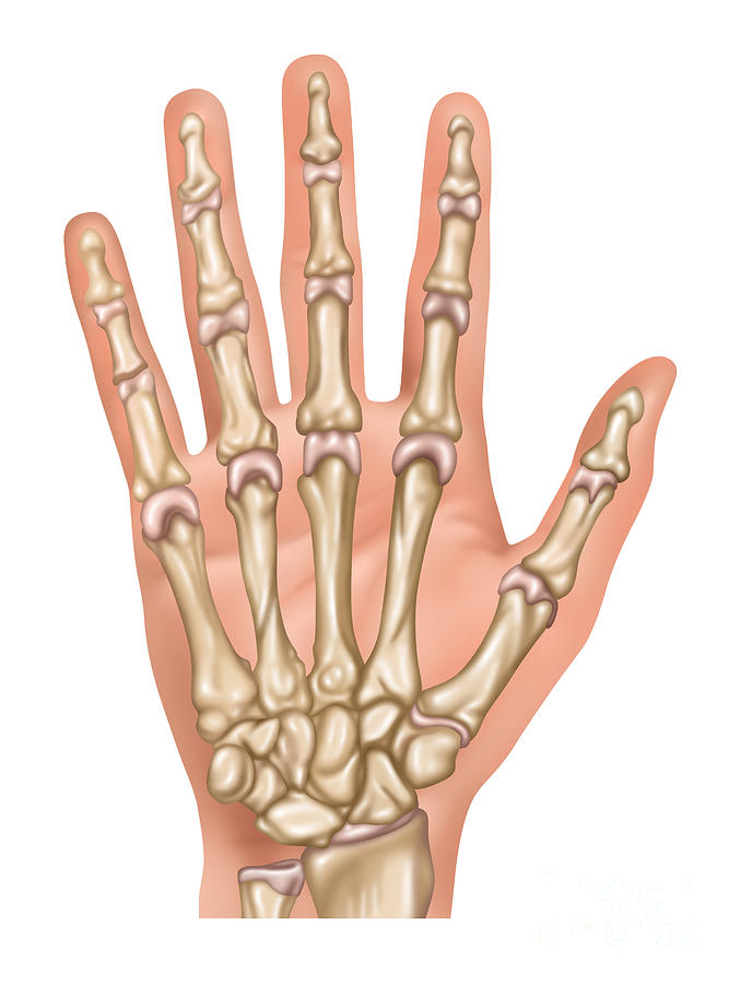 Hand Anatomy, Illustration Photograph by Gwen Shockey