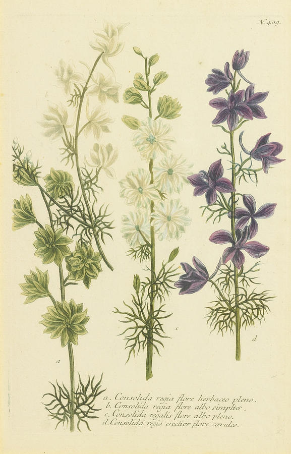 Hand Colored Botanical Engraving Painting by Johann Wilhelm