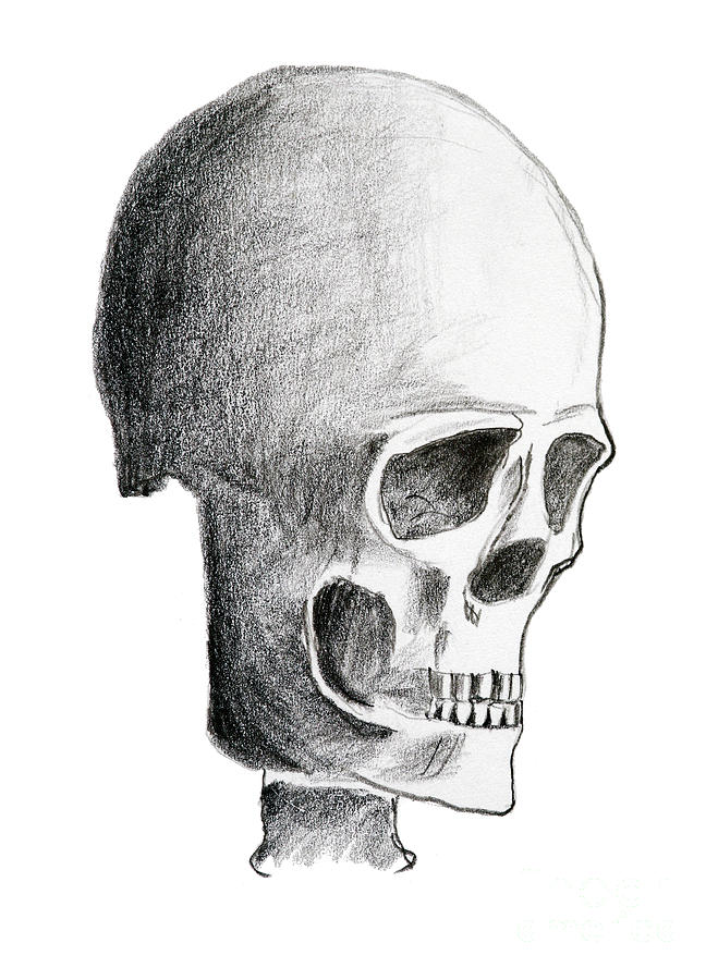 Hand drawing of the skull - pencil on paper Drawing by Michal Boubin