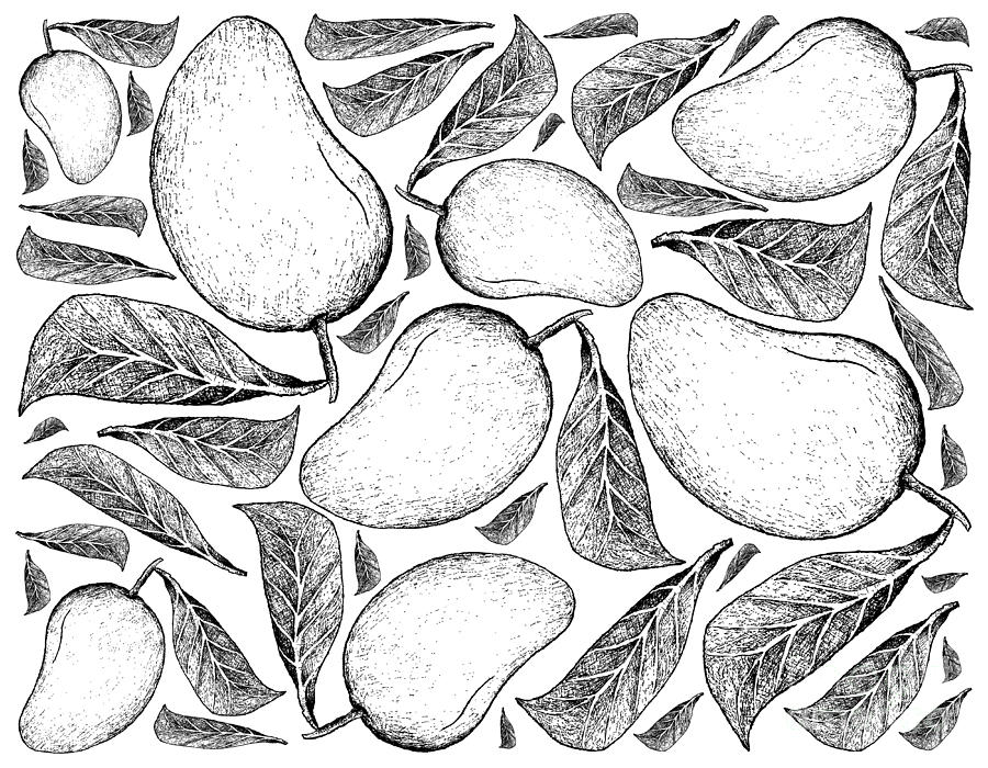 Mango Drawing Stock Illustration - Download Image Now - Mango Fruit, Icon  Symbol, Vector - iStock