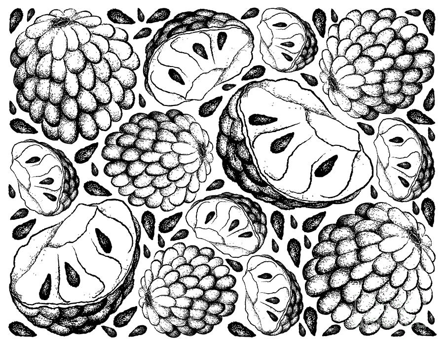 Custard apple fruit. Ink and watercolour drawing - Stock Illustration  [86148607] - PIXTA
