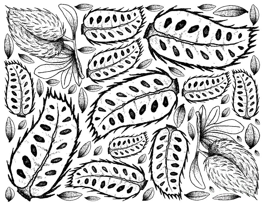 Hand Drawn Background of Ripe Soursop Fruits Drawing by Iam Nee | Fine ...