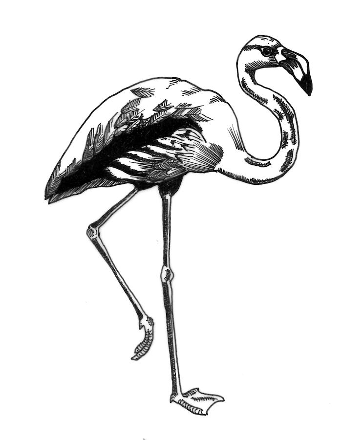 black and white flamingo drawing