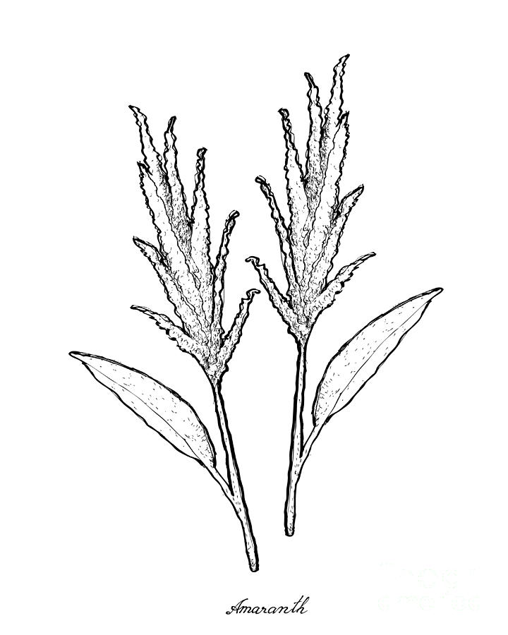 Hand Drawn of Amaranth on White Background Drawing by Iam Nee