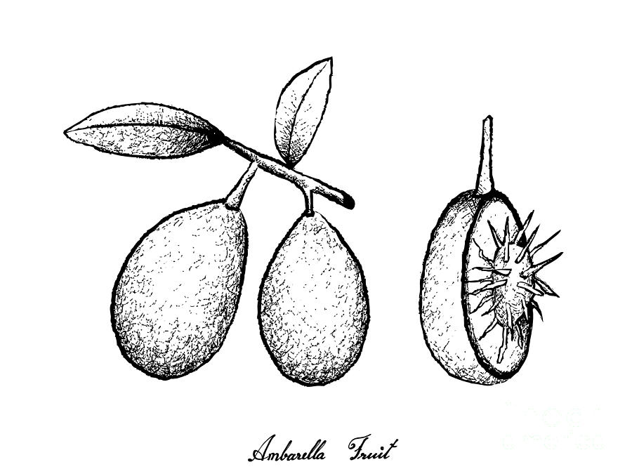 Hand Drawn of Ambarella Fruits on White Background Drawing by Iam Nee ...