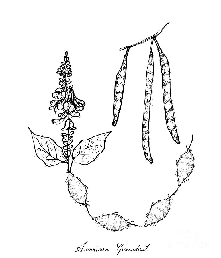 Hand Drawn of American Groundnut Plant on White Background Drawing by Iam  Nee  Pixels