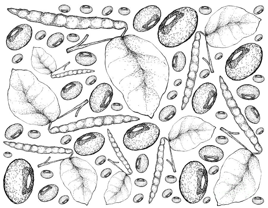 Drawing PISUM //Drawing PEA plant//#sameerarts #Pisum #peaplant #peanut  #botany #intermediate - YouTube