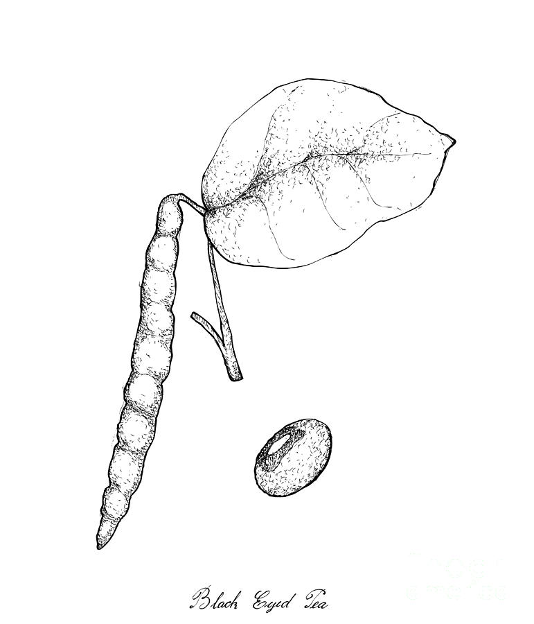 Hand drawn black and white illustration of forage pea plant, Pisum sativum,  simple botanical drawing. Stock Illustration | Adobe Stock