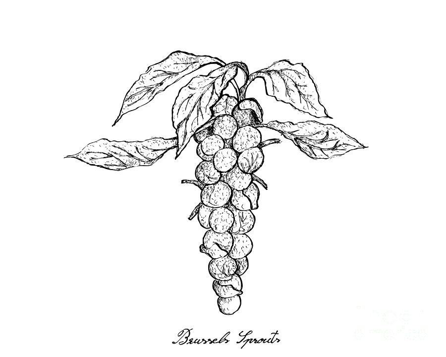 Hand Drawn of Brussels Sprouts on White Background Drawing by Iam Nee