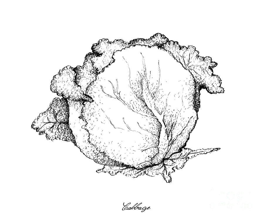 Hand Drawn of Cabbage on A White Background Drawing by Iam Nee - Fine Art  America