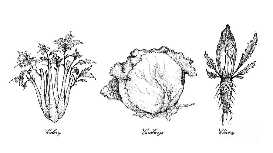 Hand Drawn of Celery, Cabbage and Chicory Drawing by Iam Nee | Fine Art