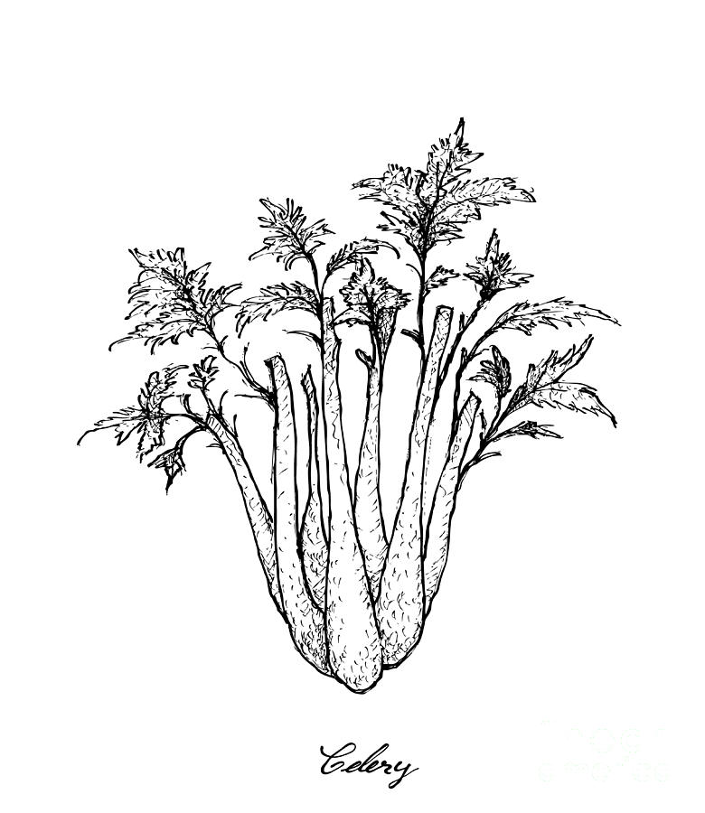 Hand Drawn of Celery on White Background Drawing by Iam Nee
