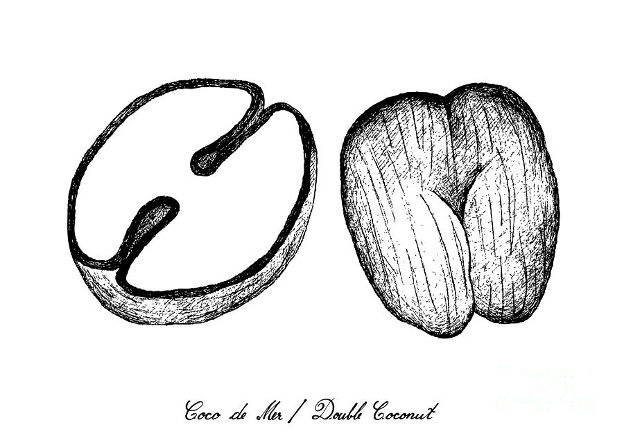 Hand Drawn of Coco de Mer or Double Coconut Fruits Drawing by Iam Nee ...