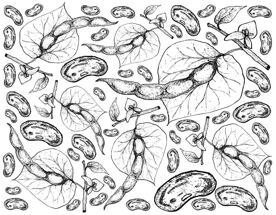 Hand Drawn of Common Bean Plants Background Drawing by Iam Nee