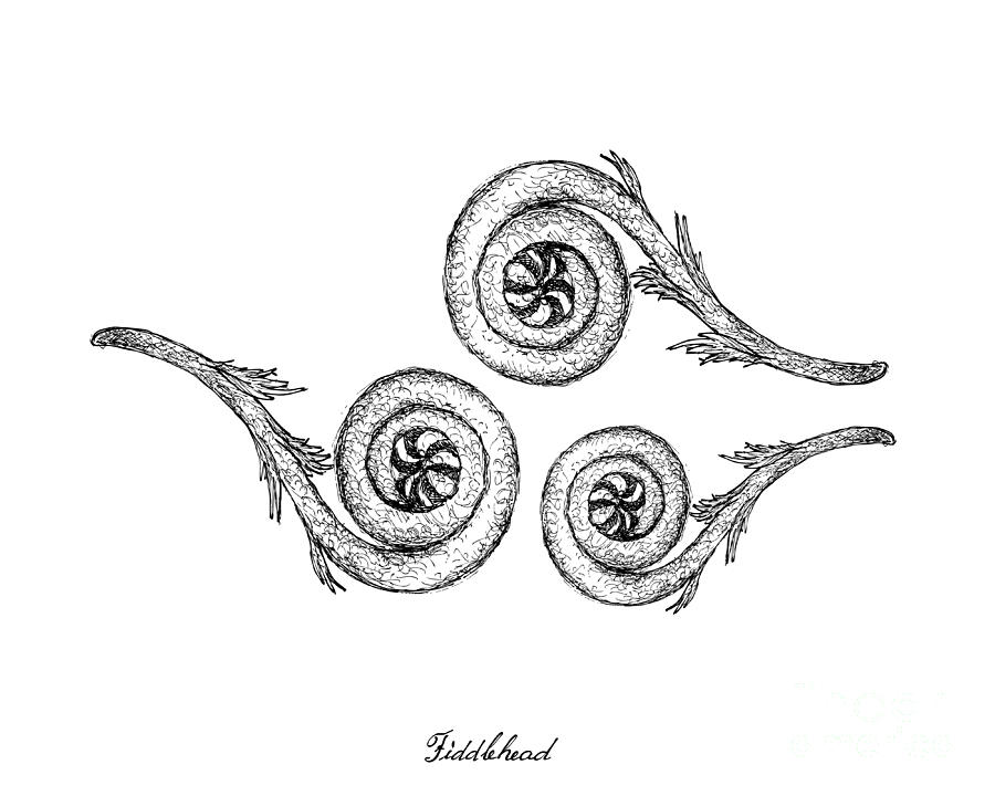 Hand Drawn of Fiddlehead on White Background Drawing by Iam Nee Fine