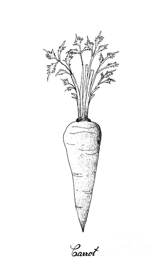 Cute Carrot Cartoon Hand Drawn Style Stock Illustration - Illustration of  emoticon, emotion: 158419643