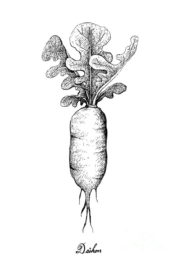 Featured image of post How To Draw Radish In the future we plan to analyze how models like dall e relate to societal issues like economic impact on certain work when prompted to draw nouns for which there are multiple meanings such as glasses chips and cups