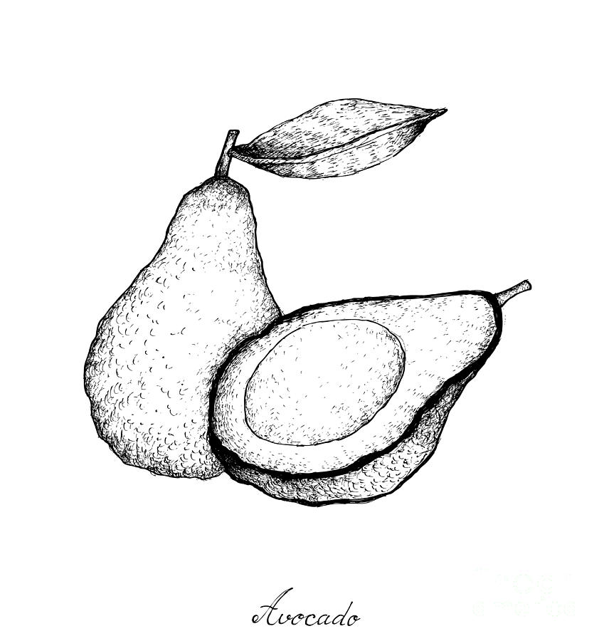 avocado fruit drawing