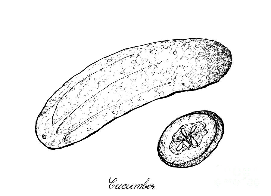 Hand Drawn of Fresh Green Cucumber on White Background Drawing by Iam Nee -  Pixels
