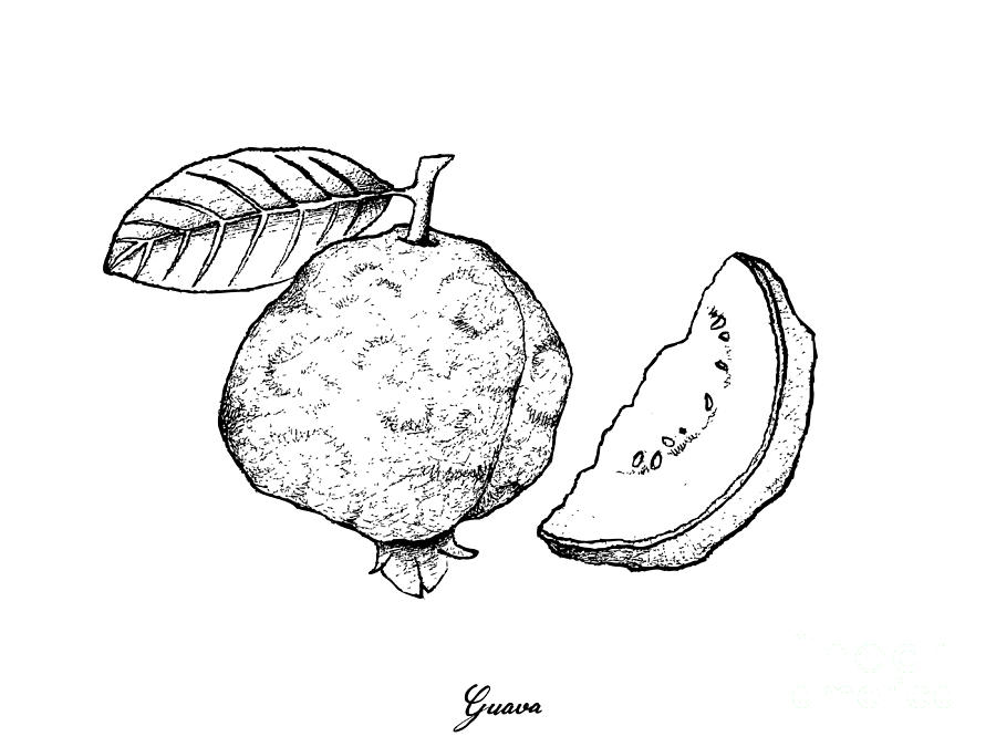 Guava Drawing - Hand Drawn of Fresh Guava on White Background by Iam Nee.