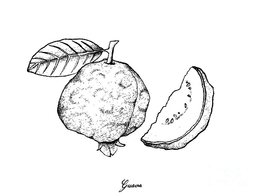 guava fruit drawing