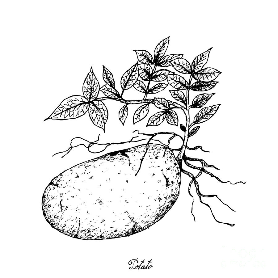 Hand Drawn of Fresh Potatoes on A White Background Drawing by Iam Nee