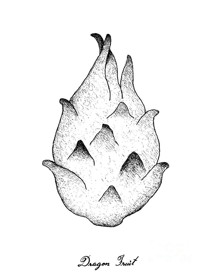 Hand Drawn Of Fresh Ripe Dragon Fruit Drawing by Iam Nee