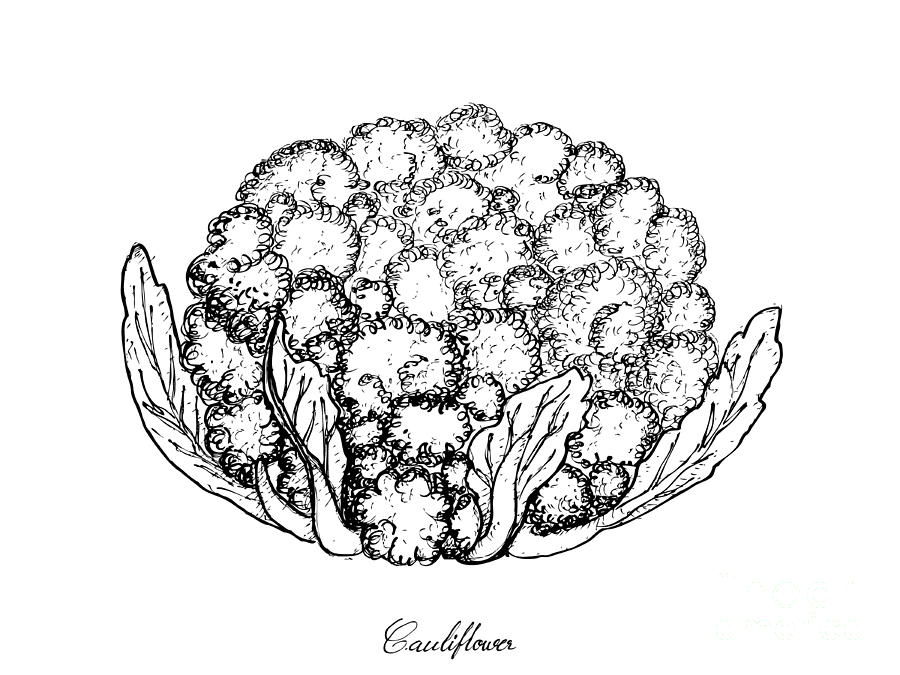Hand Drawn Of Fresh White Cauliflower On White Background Drawing by