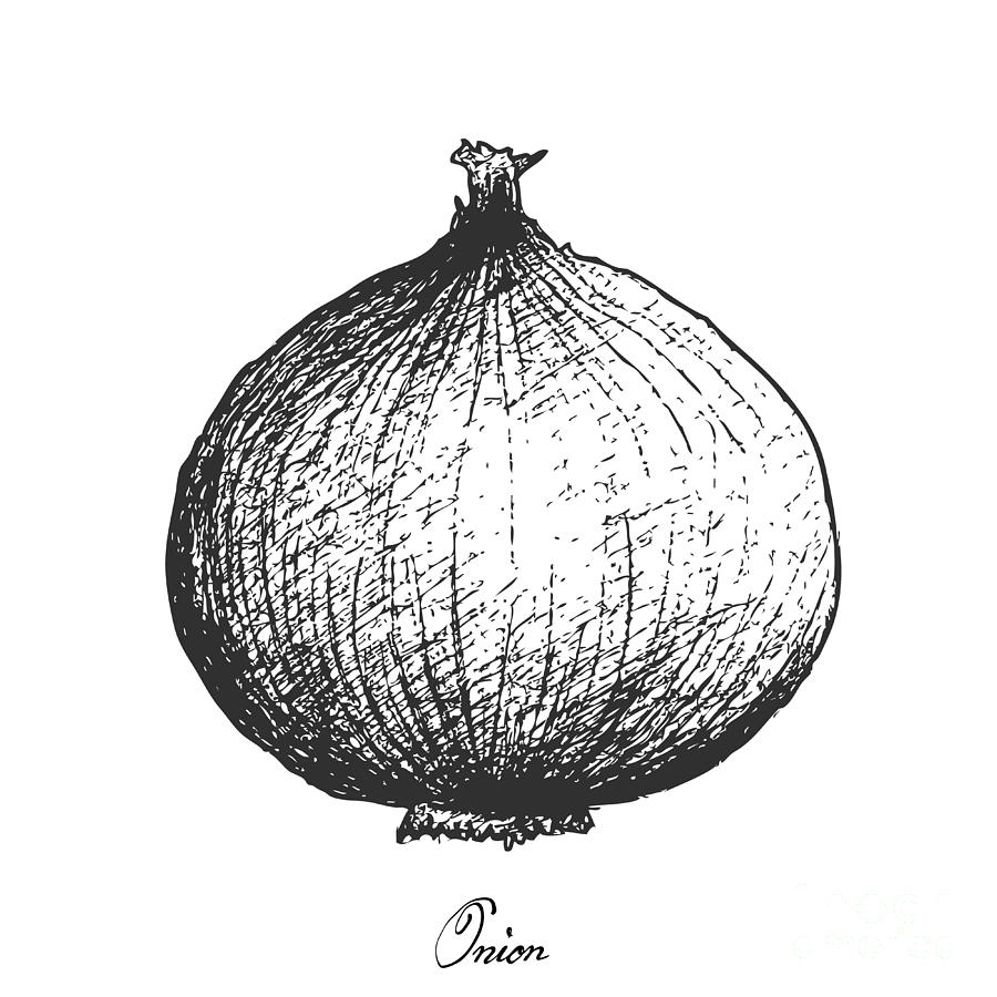 Onion Drawing Images - Free Download on Freepik