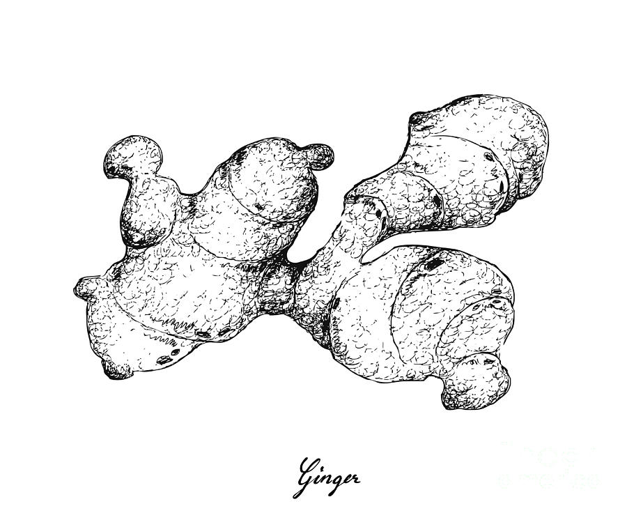 ginger sketch
