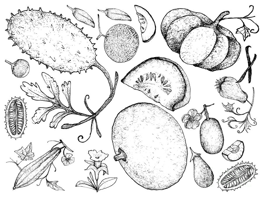 Hand Drawn Of Gourd And Squash Fruits Drawing By Iam Nee