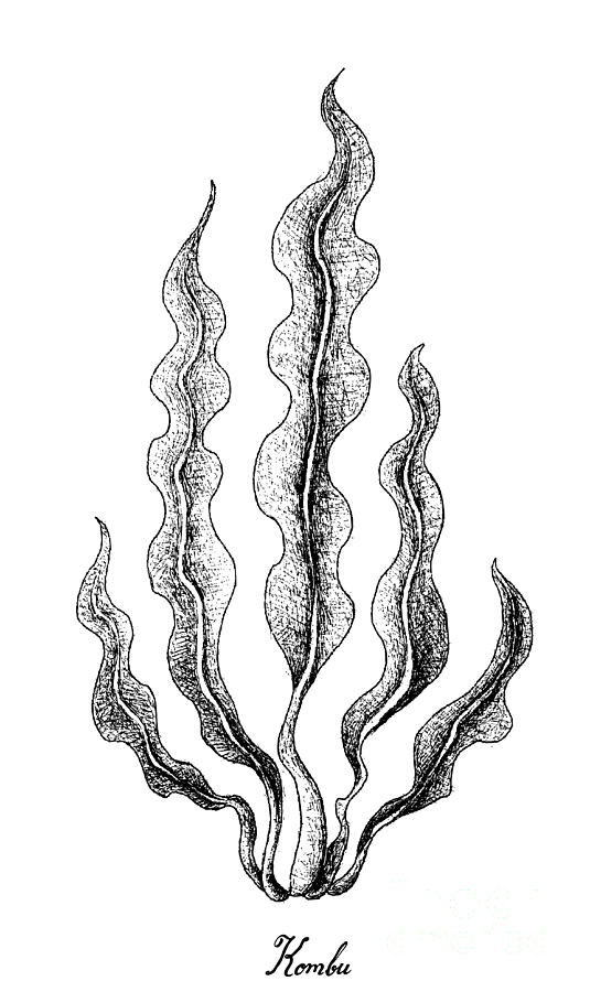 Hand Drawn of Kombu Seaweed on White Background Drawing by Iam Nee Pixels