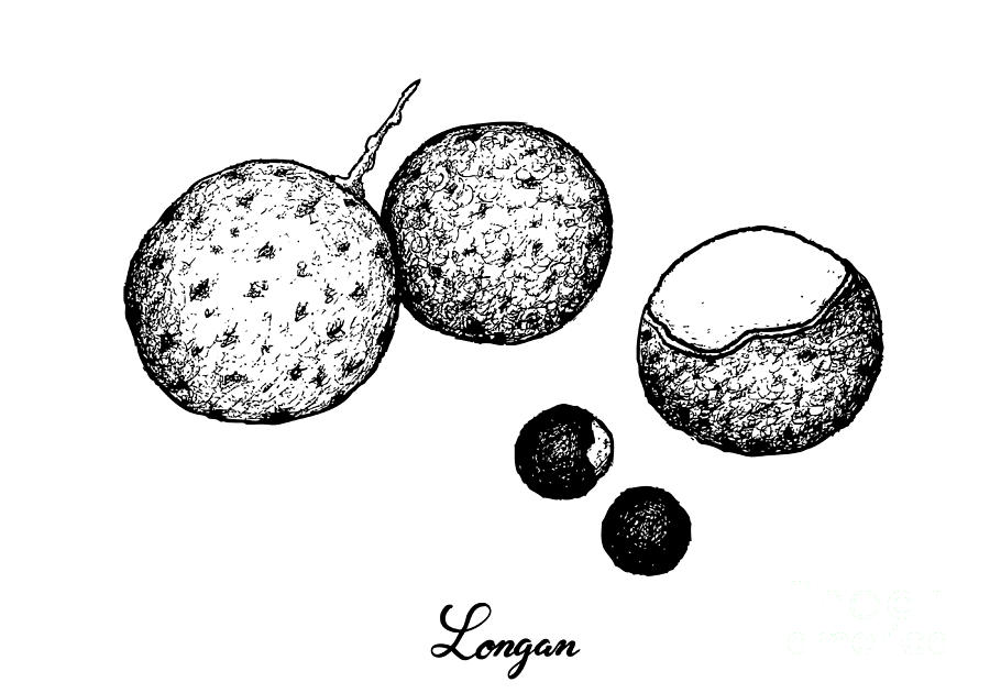 longan fruit drawing